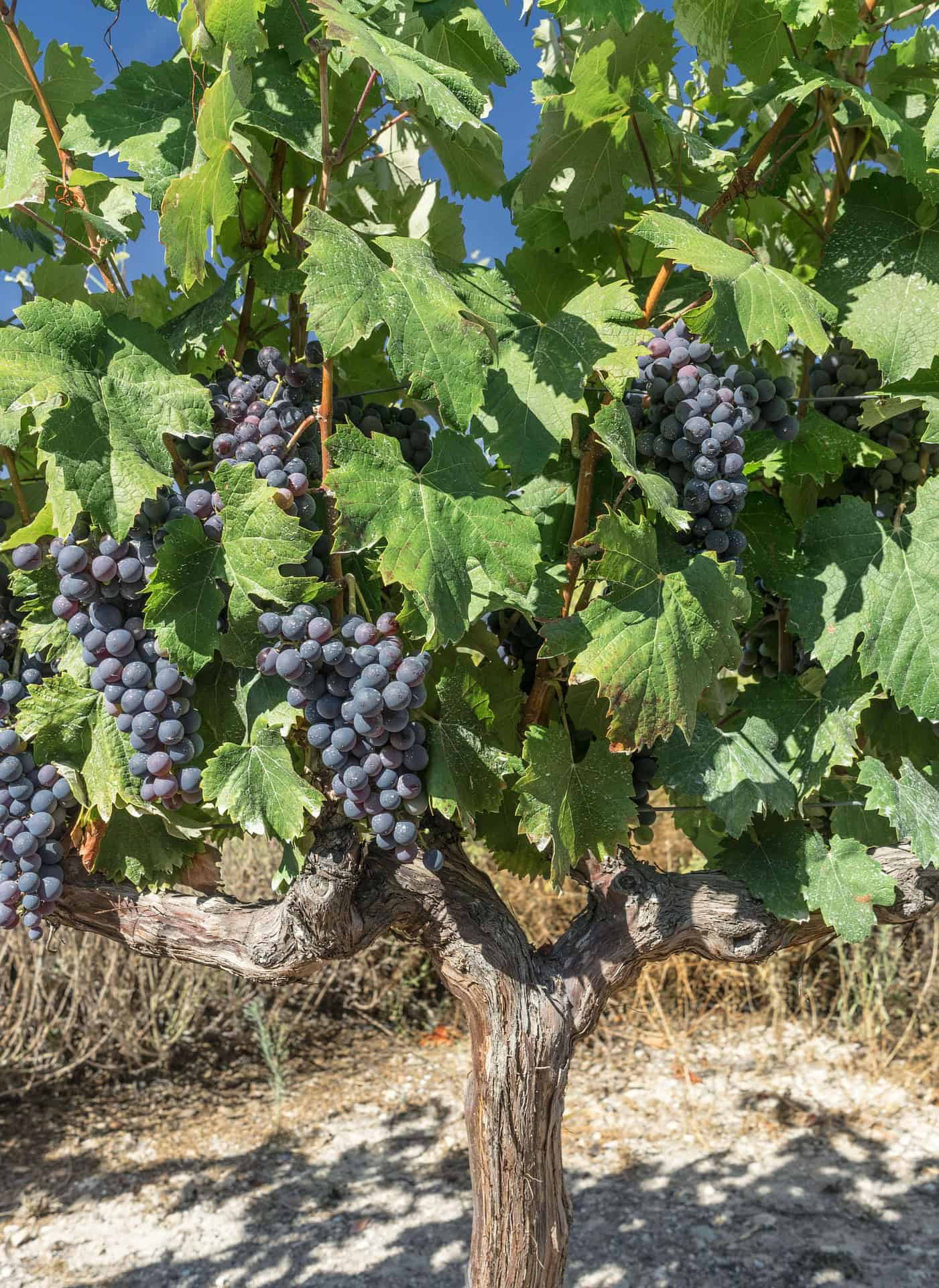 Vines in Ribera del Duero